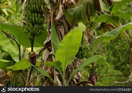 Close-up of banana trees, Moorea, Tahiti, French Polynesia, South Pacific