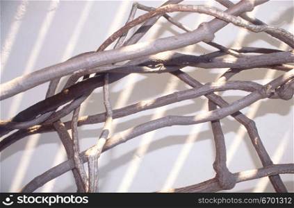 Close-up of bare branches of a tree against a wall
