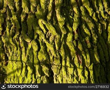 Close up of bark on tree trunk covered in green mossy lichen