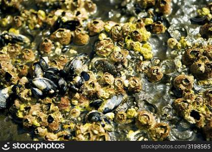 Close-up of barnacles on a reef, La Jolla Reefs, San Diego Bay, California, USA