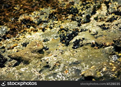 Close-up of barnacles on a reef, La Jolla Reefs, San Diego Bay, California, USA