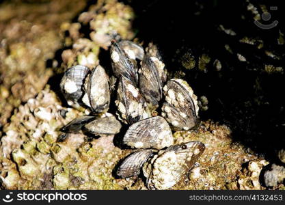 Close-up of barnacles on a reef, La Jolla, San Diego, California, USA