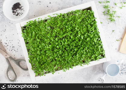 Close-up of basil microgreens in the white wooden box. Sprouting Microgreens. Seed Germination at home. Vegan and healthy eating concept. Sprouted basil Seeds, Micro greens. Growing sprouts.