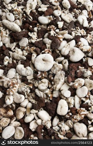 Close up of beach worn rocks and shells in Maui, Hawaii, USA.