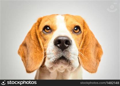 Close-up of Beagle dog, portrait, in front of white background. Looking up copys pace.. Close-up of Beagle dog, portrait, in front of white background