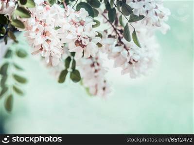 Close up of beautiful acacia blossom on blurred nature background