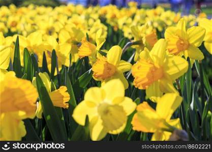 Close-up of beautiful bright yellow flowers of spring Narcissus in evening sunlight