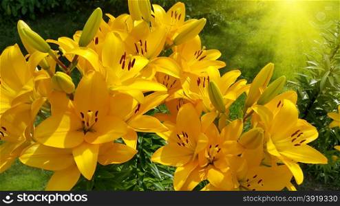 Close up of beautiful bright yellow lily and sunlight
