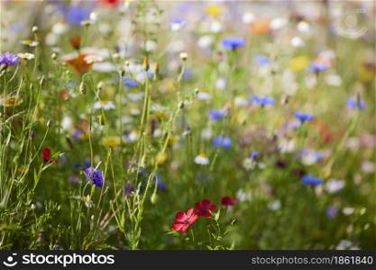 Close Up Of Beautiful Colourful Field Of Wild Flowers Growing