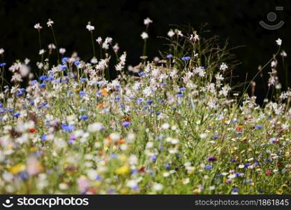 Close Up Of Beautiful Colourful Field Of Wild Flowers Growing