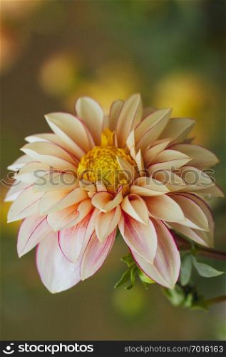 close up of beautiful dahlia flower on natural background. close up of dahlia flower on natural background