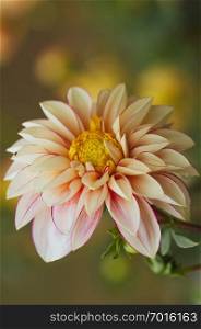 close up of beautiful dahlia flower on natural background. close up of dahlia flower on natural background