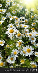 Close up of beautiful daisies in a summer field lit by sunlight