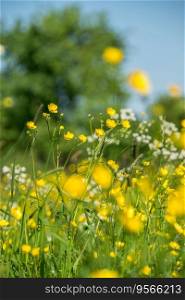 Close up of beautiful flower meadow with gorgeous yellow buttercups in bright sunshine
