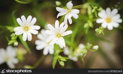 Close up of beautiful flowers against blurred background. Sunny spring day, selective focus.. Spring background with weed flowers blooming.