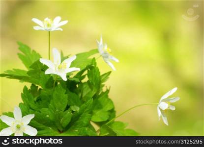 Close-up of beautiful forest white flowers