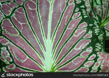 Close up of beautiful green Leaf,Leaf texture
