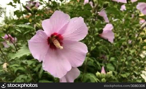 Close-up of beautiful hibiscus syriacus flowers