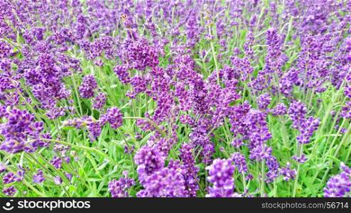 Close up of beautiful lavender field in vivid colors.