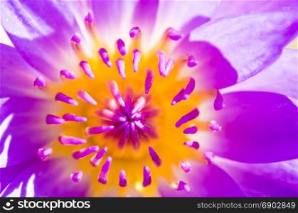 Close up of beautiful lotus blossom