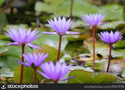 close-up of beautiful lotus flower in the pond