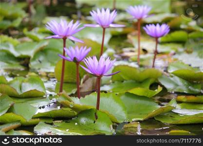 close-up of beautiful lotus flower in the pond