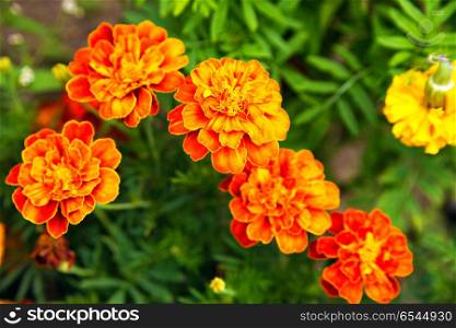 Close up of beautiful Marigold flower blooming in the garden. Tagetes erecta, Mexican, Aztec or African marigold. Close up of beautiful Marigold flower blooming