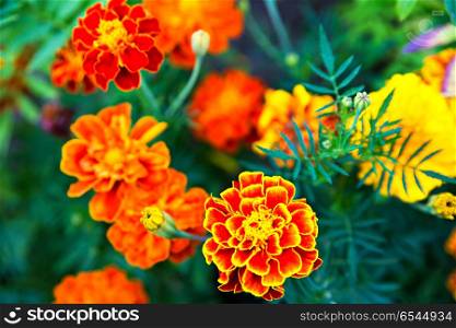 Close up of beautiful Marigold flower blooming in the garden. Tagetes erecta, Mexican, Aztec or African marigold. Close up of beautiful Marigold flower blooming