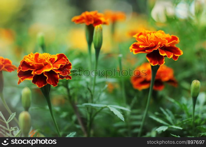 Close up of beautiful Marigold flower in the garden. Macro of marigold in flower bed sunny day. Magrigold background or tagetes card.