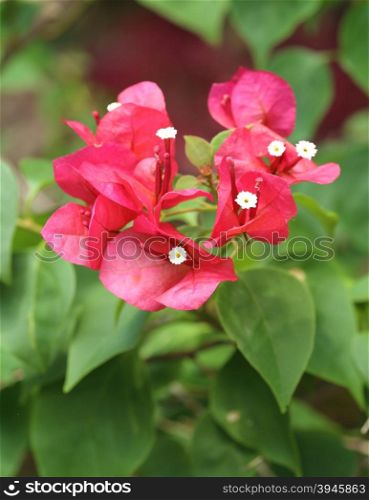 close-up of beautiful pink Bougainvillea flower plant