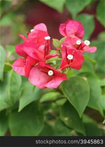 close-up of beautiful pink Bougainvillea flower plant