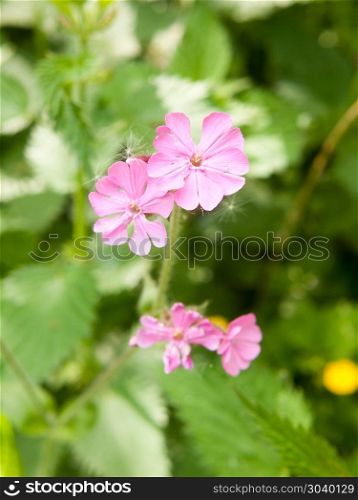 close up of beautiful pink campion flower head spring. close up of beautiful pink campion flower head spring; essex; england; uk