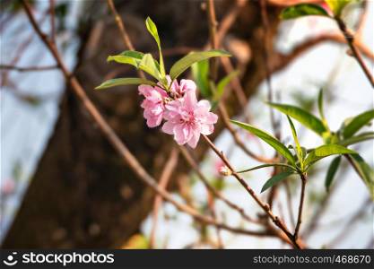 Close up of beautiful pink chinese plum blossom flower in garden. pink chinese plum blossom flower