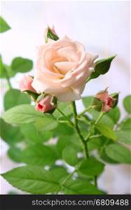 Close up of beautiful pink rose