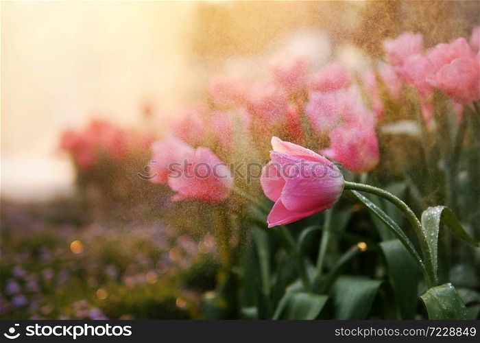 Close-up of beautiful pink tulip spring flower with water drops in garden of evening mist with spraying water on blurred flower field background in warm tone morning or evening sunlight.