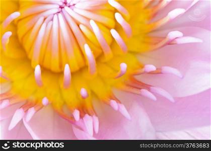 Close up of beautiful pink water lily