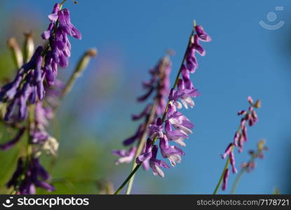 close up of beautiful purple flower of Fumaria officinals in a field. close up of beautiful purple flower of Fumaria officinals