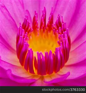 Close up of beautiful purple water lily