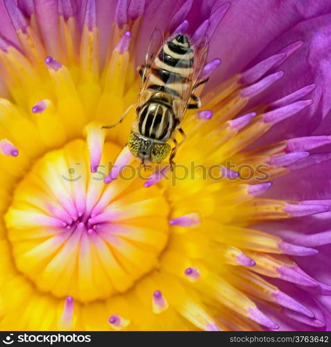 Close up of beautiful purple water lily