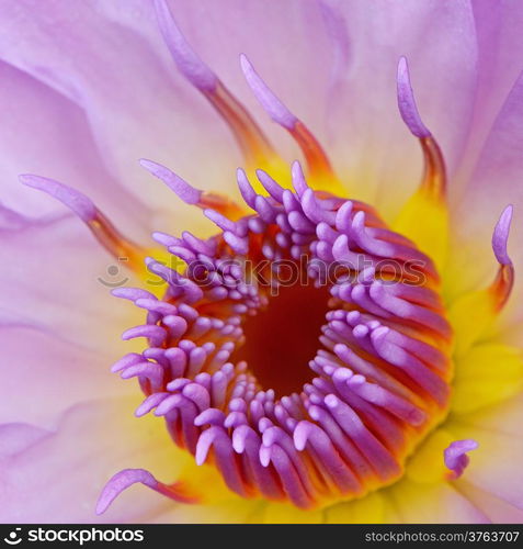 Close up of beautiful purple water lily