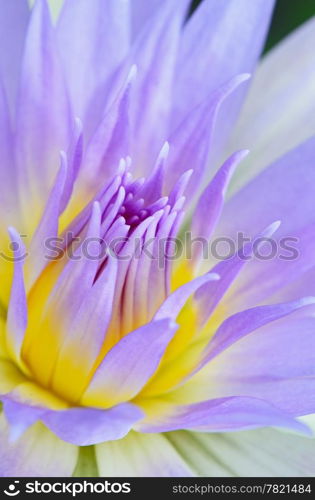 Close up of beautiful purple water lily