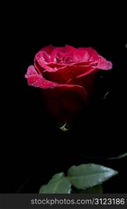 close-up of beautiful red rose on black background
