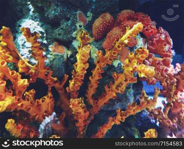 Close up of beautiful Sea Coral Colony underwater