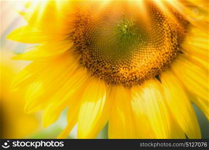 Close up of beautiful sunflowers with sunbeam, outdoor nature background