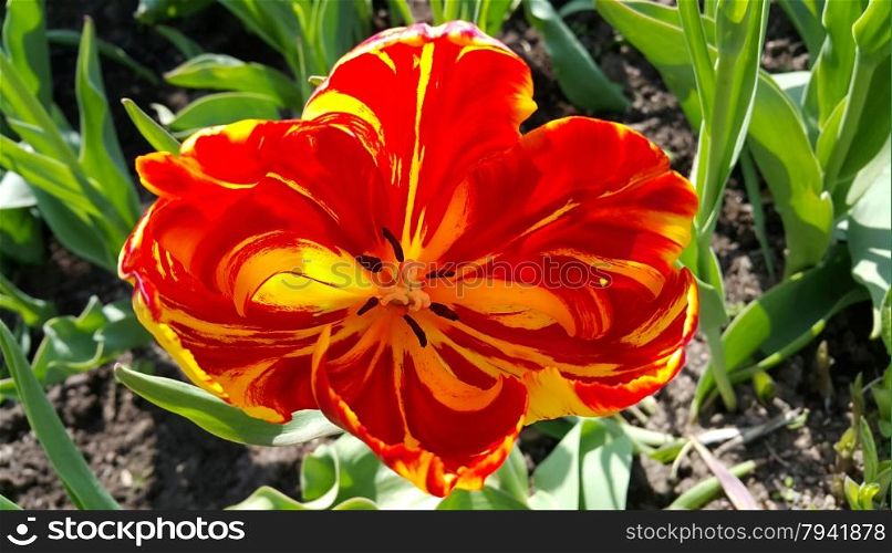 Close up of beautiful tulip