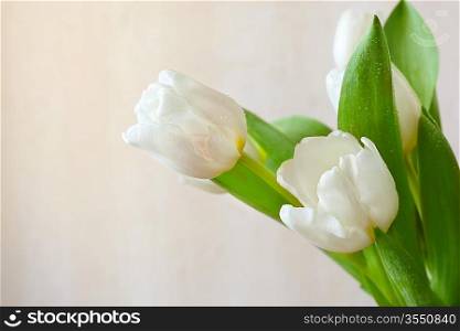 close up of beautiful tulips , selective focus