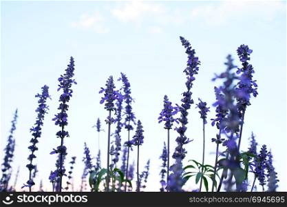 Close up of beautiful violet lavender flowers with blue sky background. selective focus