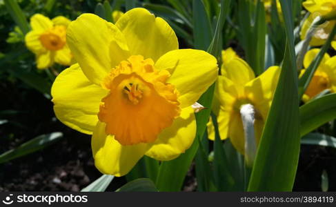 Close up of beautiful yellow daffodils (narcissus)