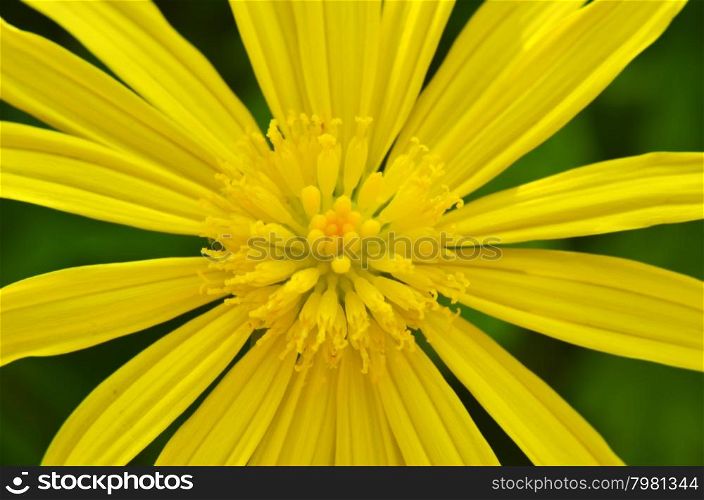 Close-up of beautiful yellow flowers in the garden shined at sun