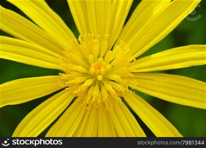 Close-up of beautiful yellow flowers in the garden shined at sun